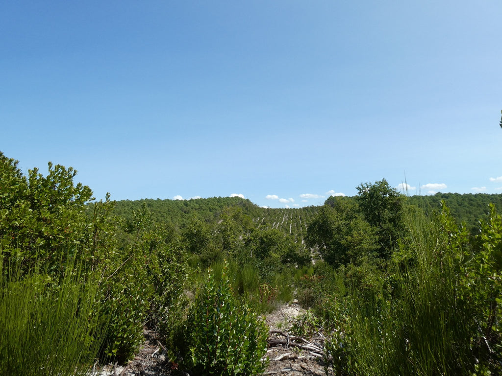 DROP - MERVEILLE DES LANDES BIO - Soin de peau Sensible Régénération Intégrale - Maison Royale Étoile